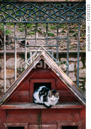 Street cat in Gulhane park, public park Istanbul Street cat in Gulhane park, public park Istanbul 37281225