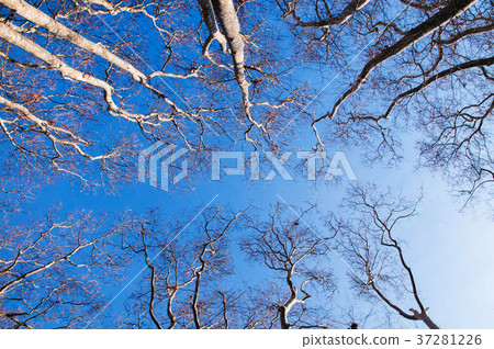 Leafless tree against the sky in Gulhane park Leafless tree against the sky in Gulhane park 37281226
