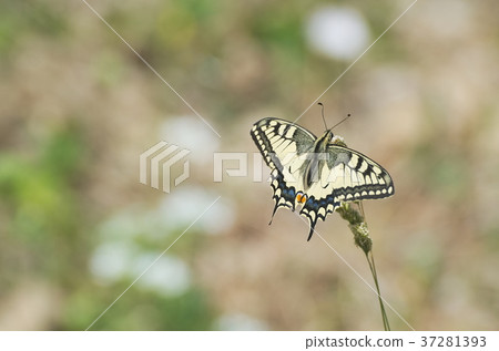Papilio Machaon Butterfly 37281393