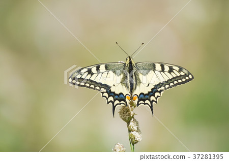 Papilio Machaon Butterfly Papilio Machaon Butterfly 37281395