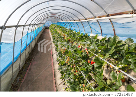 Ichigo hunting house 37281497