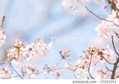 藍天櫻花櫻花大輔吉野四美吉野哭著Soudoyoshi的複制空間人物空間 37281554