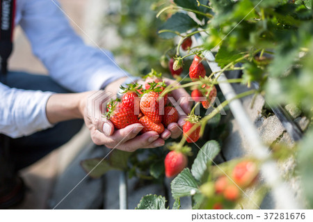 Strawberry picking Strawberry picking 37281676