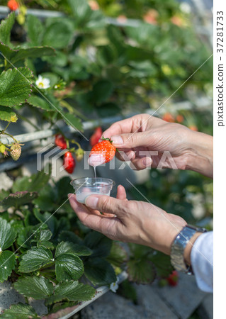 Strawberry picking Strawberry picking 37281733
