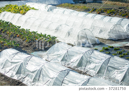 Broccoli field 37281750
