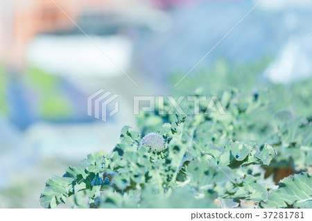 Broccoli field 37281781