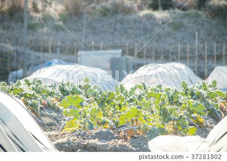 西蘭花田 西蘭花田 37281802