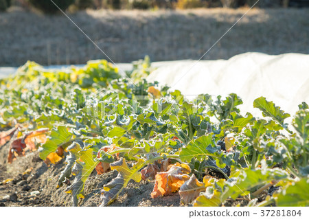 Broccoli field 37281804