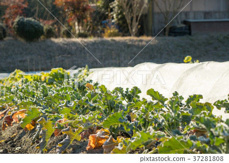 西蘭花田 37281808