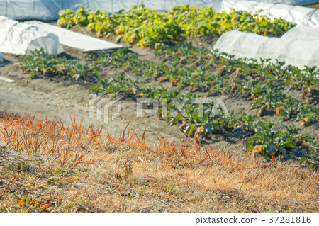 Broccoli field 37281816