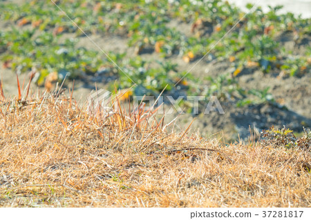 Broccoli field Broccoli field 37281817