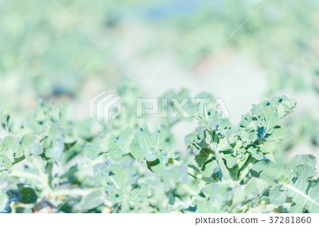 西蘭花田 西蘭花田 37281860