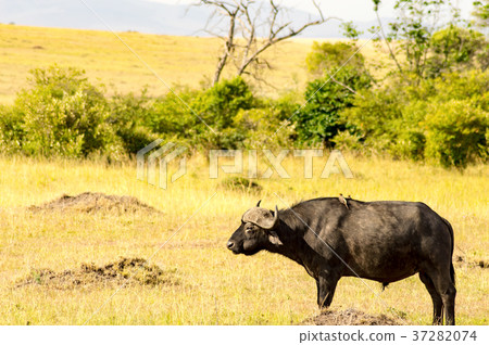 Isolated Buffalo grazing in the savannah Isolated Buffalo grazing in the savannah 37282074