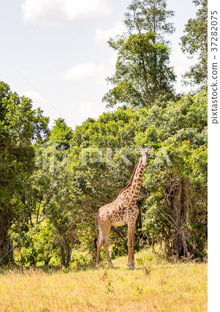 Isolated giraffe near acacia in the park Isolated giraffe near acacia in the park 37282075