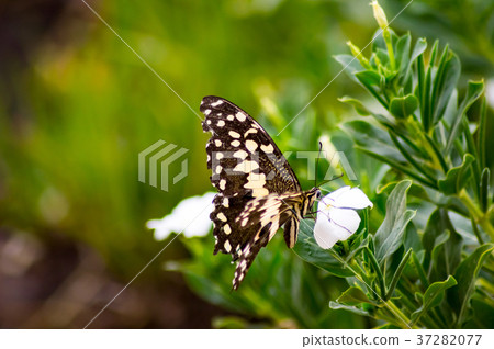 Black and white butterfly on a pink flower Black and white butterfly on a pink flower 37282077
