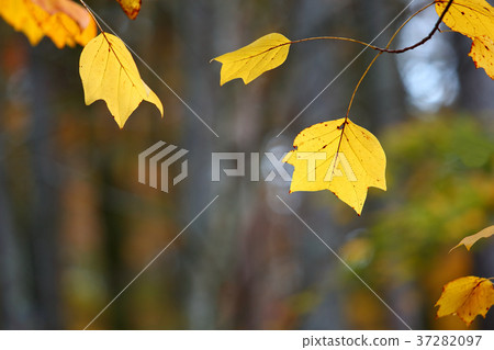 Leaves of late autumn leaves 37282097