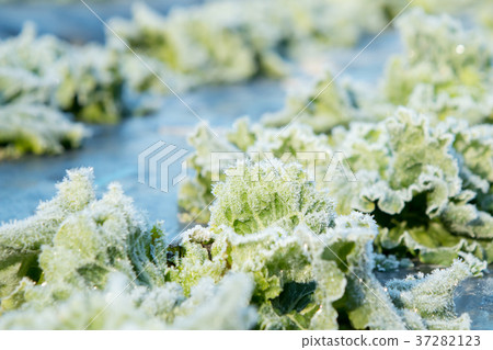 萵苣菜冬天菜離開塑料 萵苣菜冬天菜離開塑料 37282123
