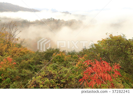 Autumn leaves and the sea of clouds 37282241