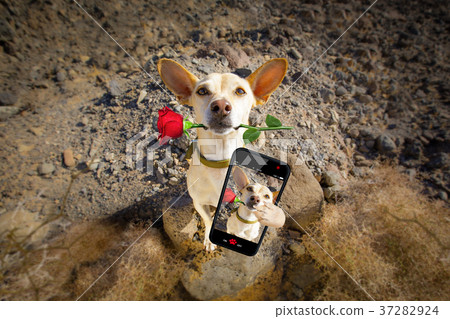dog ready to go for a walk on valentines 37282924