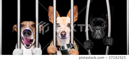 dogs behind bars in jail prison dogs behind bars in jail prison 37282925