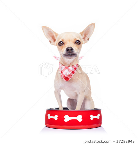 hungry dog inside food bowl 37282942