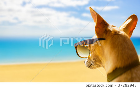 dog watching the beach on summer 37282945