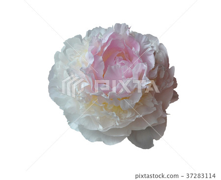 Flower pink peony. 37283114