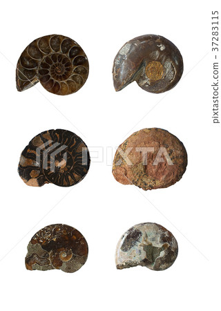 Ammonite 3 types 37283115