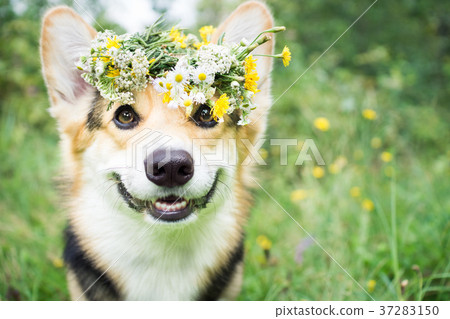 A dog in a wreath of flowers. A dog in a wreath of flowers. 37283150