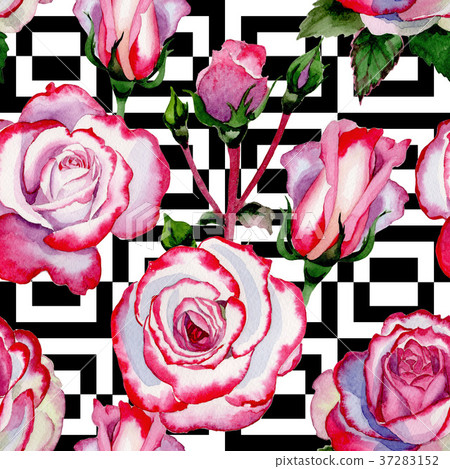 Wildflower hybrid rose flower pattern in a Wildflower hybrid rose flower pattern in a 37283152