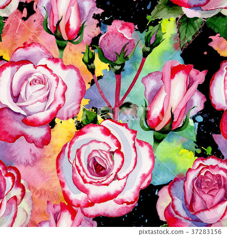 Wildflower hybrid rose flower pattern in a Wildflower hybrid rose flower pattern in a 37283156