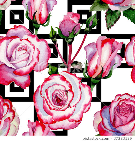 Wildflower hybrid rose flower pattern in a Wildflower hybrid rose flower pattern in a 37283159