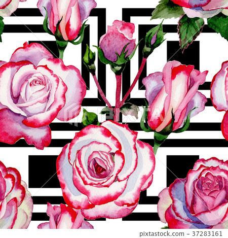 Wildflower hybrid rose flower pattern in a Wildflower hybrid rose flower pattern in a 37283161