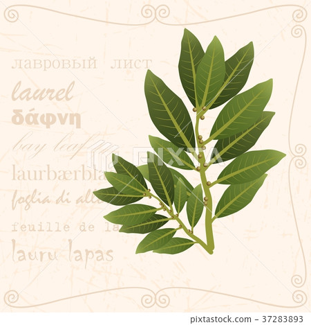 Sprig of bay leaf in vintage style 37283893