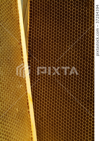 closeup of bees on honeycomb in apiary closeup of bees on honeycomb in apiary 37284394