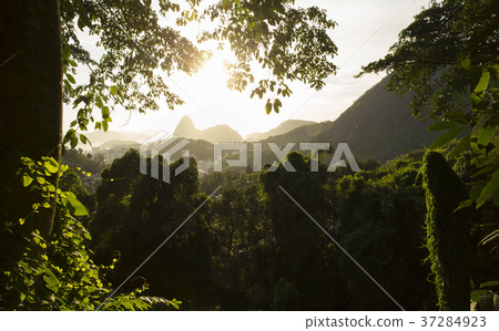Tijuca national park in Rio de Janeiro, Brazil 37284923