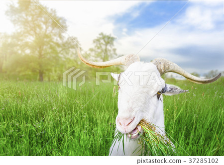 Funny billy goat with grass in its mouth Funny billy goat with grass in its mouth 37285102