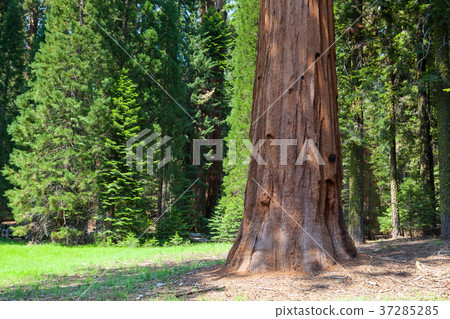 Sequoia National Park, USA. 37285285