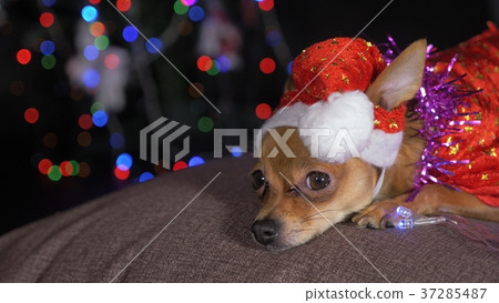 The Toy Terrier is a yellow New Year's dog. 37285487
