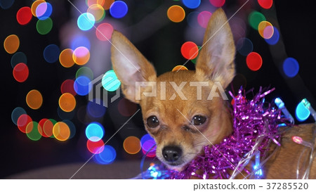 The Toy Terrier is a yellow New Year's dog. 37285520