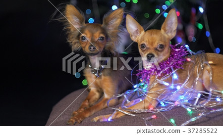 The Toy Terrier is a yellow New Year's dog. 37285522