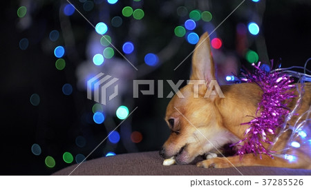 The Toy Terrier is a yellow New Year's dog. 37285526