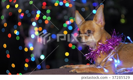 The Toy Terrier is a yellow New Year's dog. 37285529