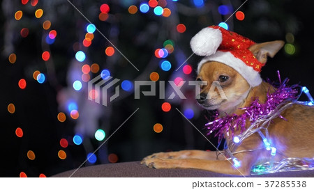 The Toy Terrier is a yellow New Year's dog. The Toy Terrier is a yellow New Year's dog. 37285538