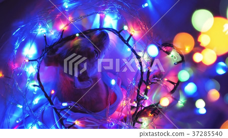 The Toy Terrier is a yellow New Year's dog. 37285540