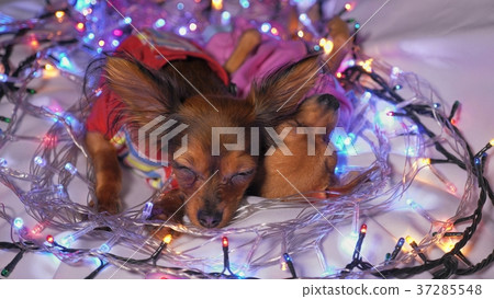 Two Toy Terrier is a yellow New Year's dog. 37285548