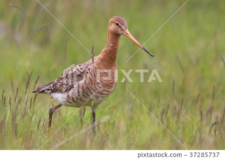 Black-tailed godwit, Limosa limosa, in the grass Black-tailed godwit, Limosa limosa, in the grass 37285737