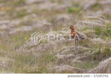 Black-tailed godwit, Limosa limosa, in the grass Black-tailed godwit, Limosa limosa, in the grass 37285742