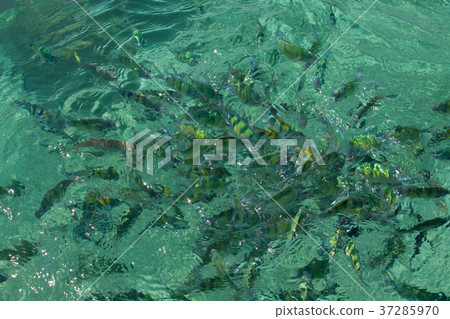 Fish in the sea Phi Phi Island thailand 37285970