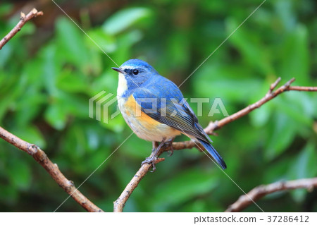 Male of Ruribitaki 37286412